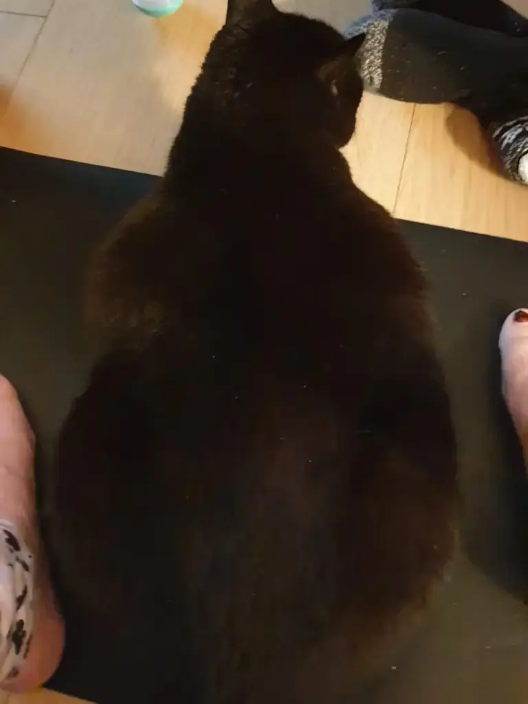 Recensione - messa a terra con animale domestico